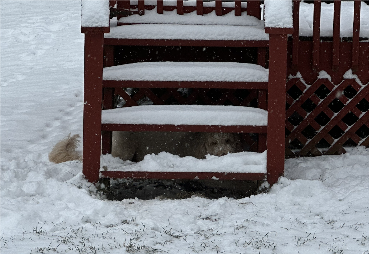 Dog in the snow